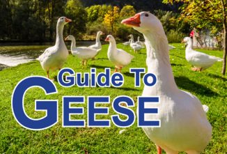 Geese Breeds